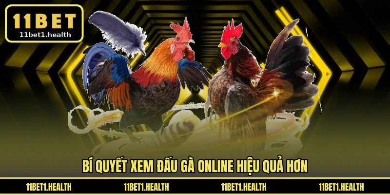 Bí quyết xem đấu gà online hiệu quả hơn