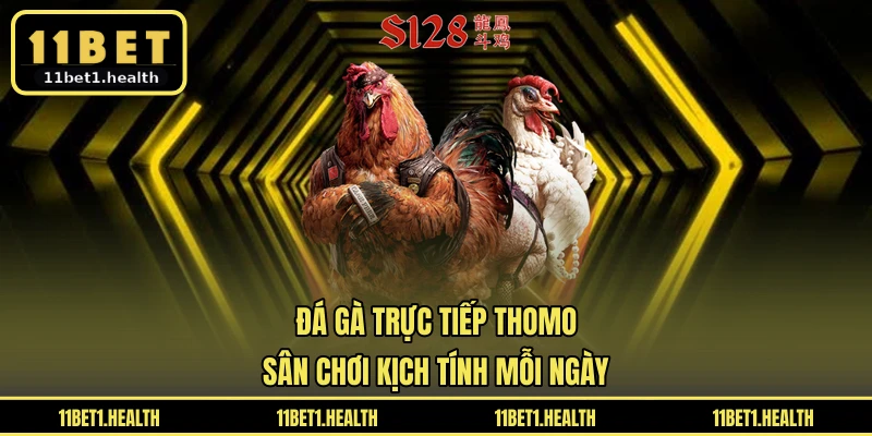 Đá Gà Trực Tiếp Thomo - Sân Chơi Kịch Tính Mỗi Ngày