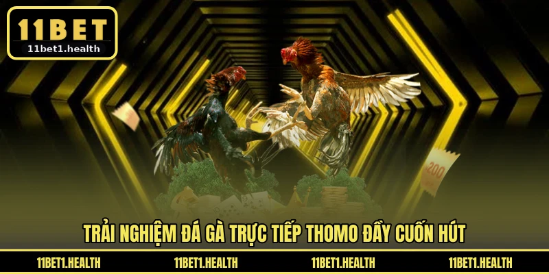 Trải nghiệm đá gà trực tiếp Thomo đầy cuốn hút